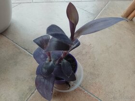 Tradescantia purple hearts 1ks/2,50€+posta - 5