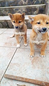 Shiba Inu - 5