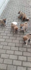 Shiba Inu - 5