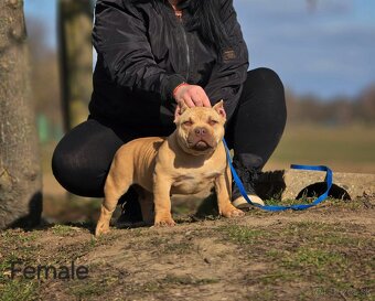 American Bully - 5