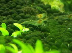 Krevetky neocaridina palmata 15+5ks zadarmo - 5