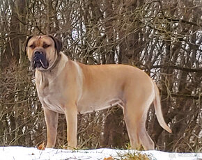 Predam krasne steniatko Kanarska Doga / Presa Canario s PP - 5