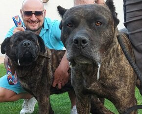 Presa canario - 5