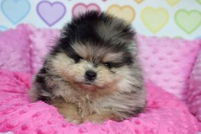 Pomeranian s PP blue Merle tan bear - 5