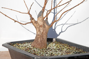 bonsai, bonsaj Javor Poľný - 5