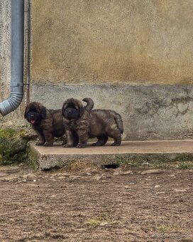 Leonberger s PP - 5