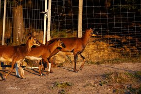 Predám podielovú muflónku 75% Muflón x 25% Kamerúnska ovca - 5