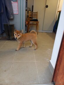 Shiba inu - 5