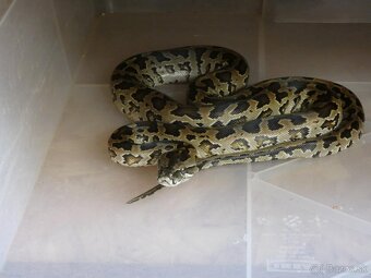 Python molurus/ reticulatus - 5