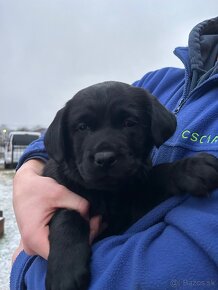 Šteniatko labrador & zlatý retriver - 5