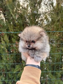 Špic Pomeranian psík - 5