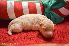 Lagotto Romagnolo s PP - 5