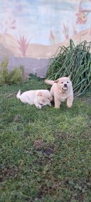 Cau cau, chow chow - 5