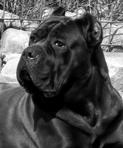 Cane Corso s PP - 5