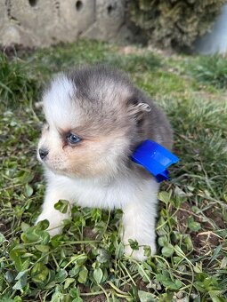 Pomsky / Pomeranian / Husky - 5