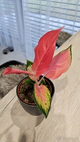 Aglaonema pink star - nadherna unikatna izbova rastlina - 5