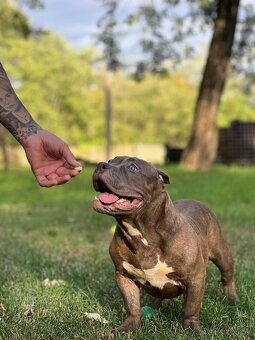 American Bully Pocket - 5