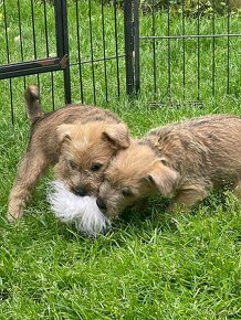 Štěně - Irish Soft Coated Wheaten Terrier - 5