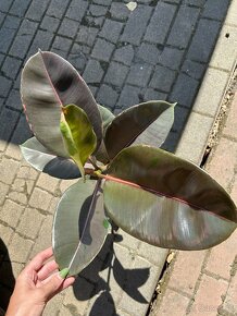 Ficus Elastica pink camouflage - 5