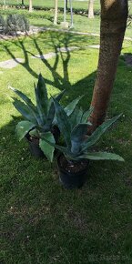 Kaktus AGAVE - 5