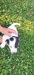 Jack russel - 5