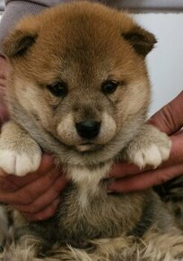 Shiba inu - 5