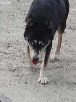 Darujem nádherné husky - 5