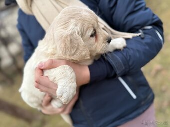 Zlatý Retriever - 5