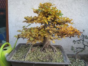 bonsai,bonsaj-DUB JESEN 34 - 5