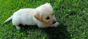 Šteniatka Golden Retriver, Zlatý Retriever - 5