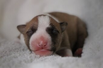 Mini bulterier / Miniature Bullterrier - rezervácia - 5