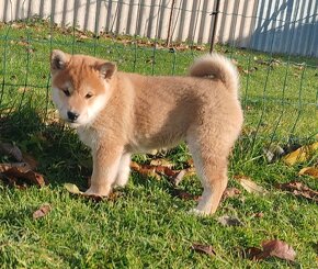 Shiba inu psýk s PP - 5