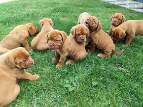 Bordeauxská doga, Dogue De Bordeaux - 5