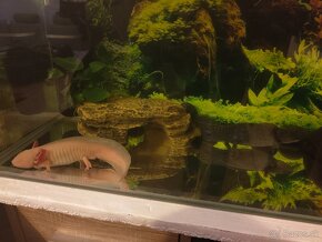 Axolotl mexicky - 5