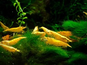 krevetky (Neocaridina) - 5