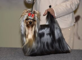 YORKSHIRE TERRIER s PP rodokmenom - yorkshirsky terier - 5