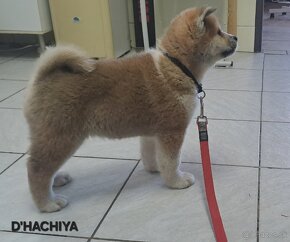 Akita inu s PP - 5