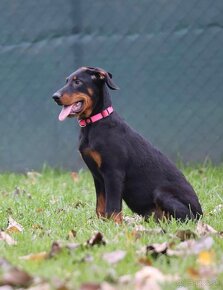 Beauceron s PP - 5