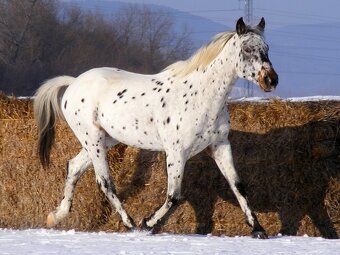 Pripúšťanie appaloosa žrebcom - 5