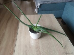 Aloe Vera - Lekárska - 5