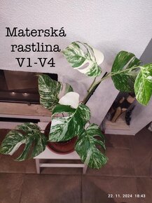 Monstera Albo Variegata - 5