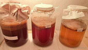 KOMBUCHA - 5