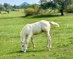 Prodám QH APHA palomino/overo hřebečka - 5