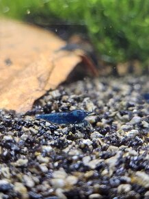 Krevetky Neocaridina - 5