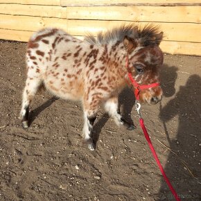 Žrebec mini shetland pony  "PEPE" - 5