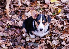 Welsh Corgi Cardigan -  k odběru - 5