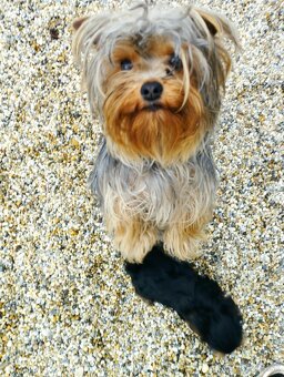 Yorkshire terrier, yorkshirsky terier, york - 5