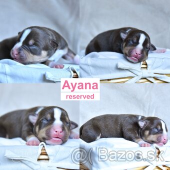 American bully s pp - 5