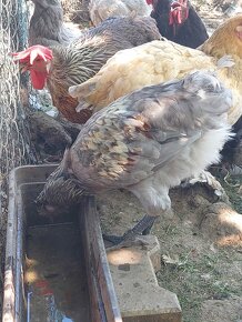 Kohúti marans, ameraucana a mix - 5