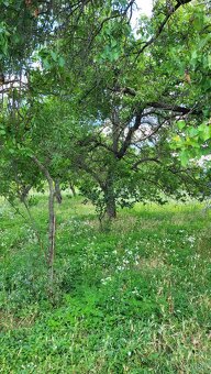 Na predaj  záhrada s vinicou  Hegyfarok  Štúrovo - 5